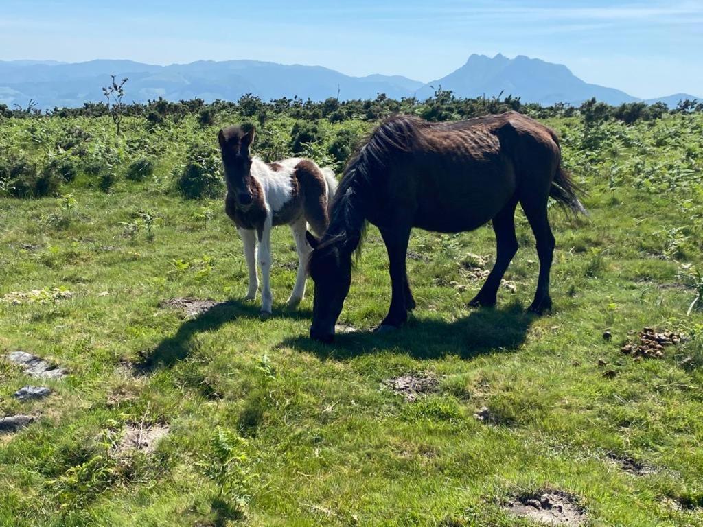 Maison Basque Maiana Anglet Bagian luar foto